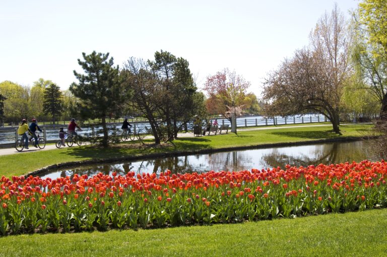 Ottawa Tulips