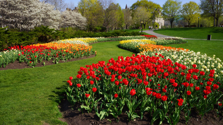 Ottawa Tulips