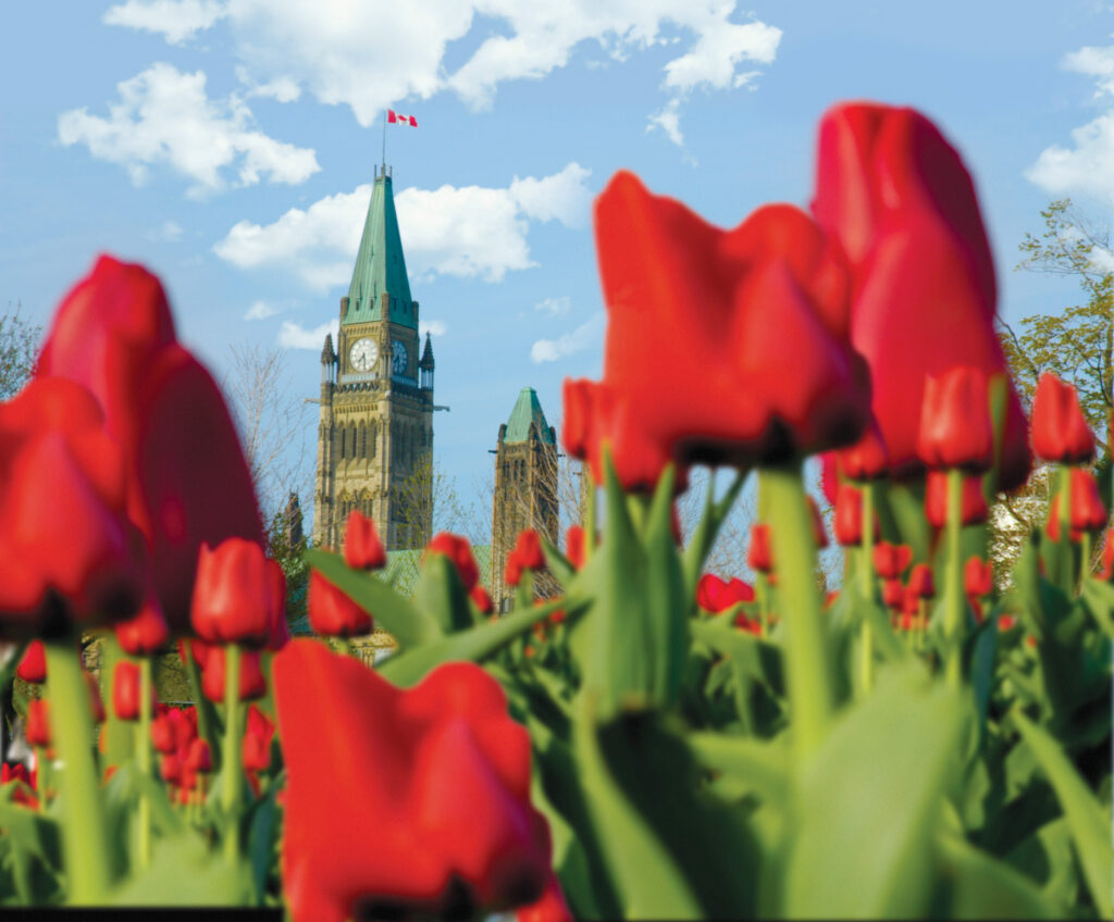 Ottawa Tulips