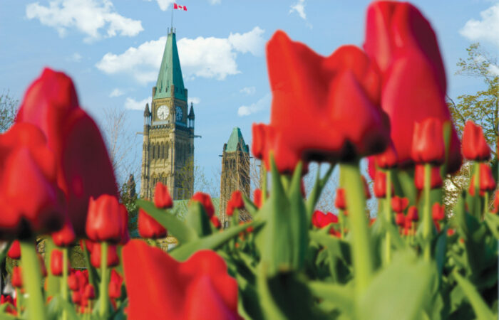 Ottawa Tulips