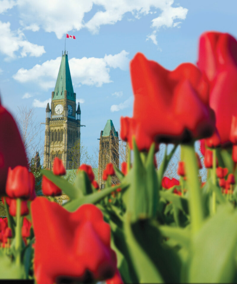 Ottawa Tulips