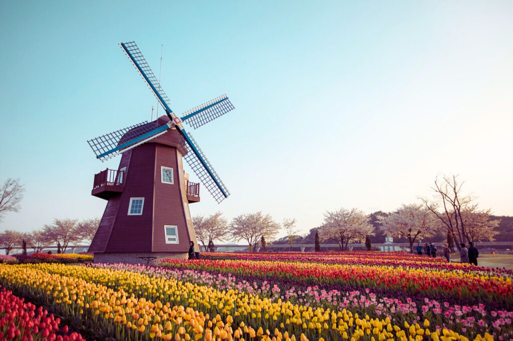 Holland Tulips Cruise