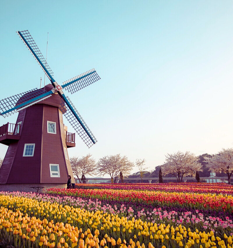 Holland Tulips Cruise