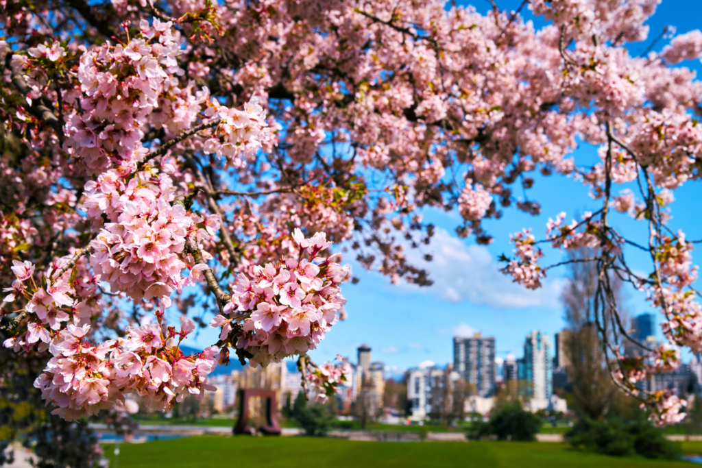 vancouver cherry blossoms