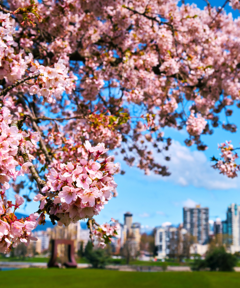 vancouver cherry blossoms
